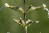 Image of taxon representative. Author is Радик Кутушев