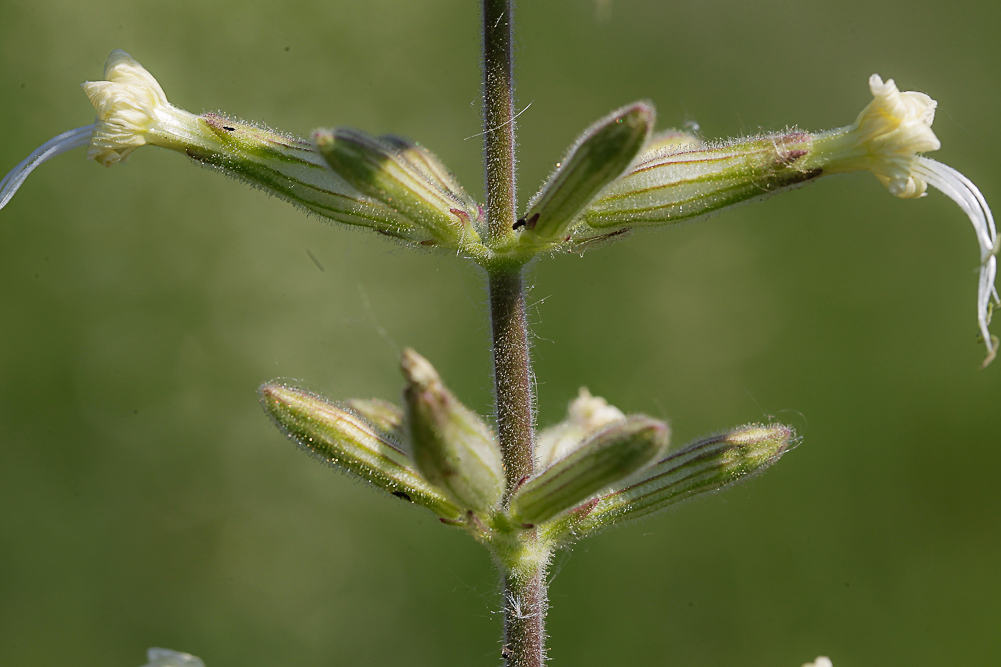 Image of Silene viscosa specimen.