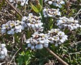 Iberis saxatilis