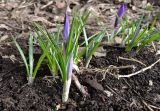 Crocus vernus