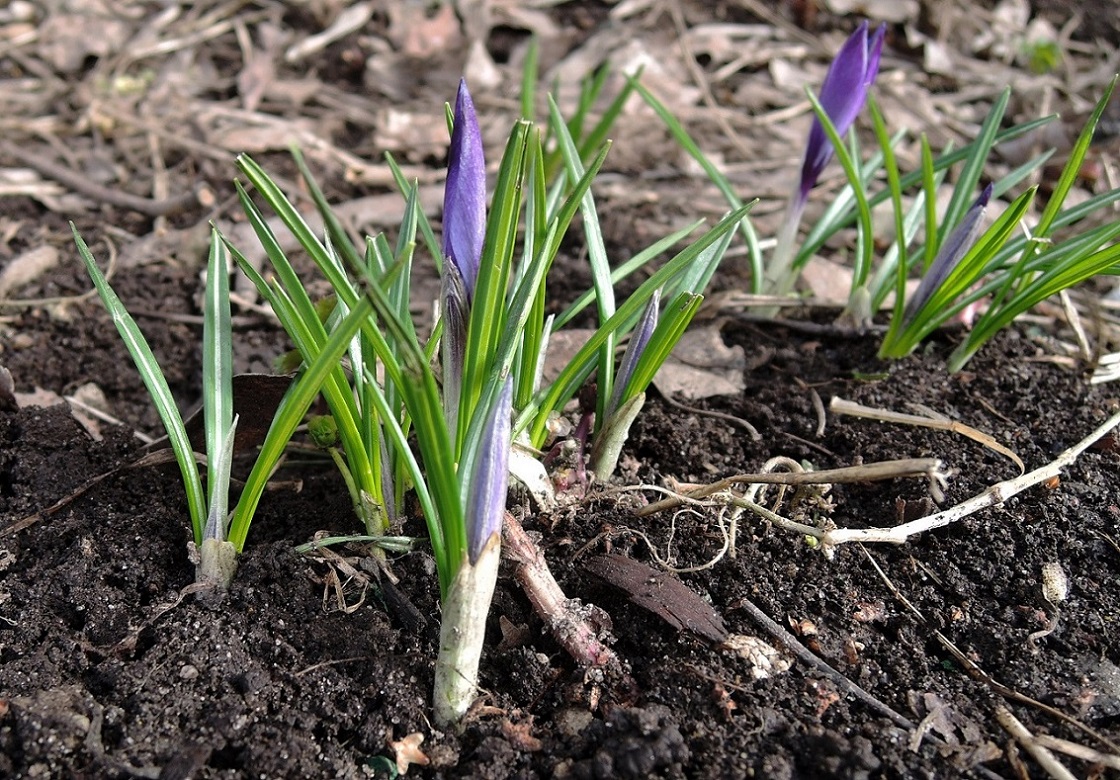 Изображение особи Crocus vernus.