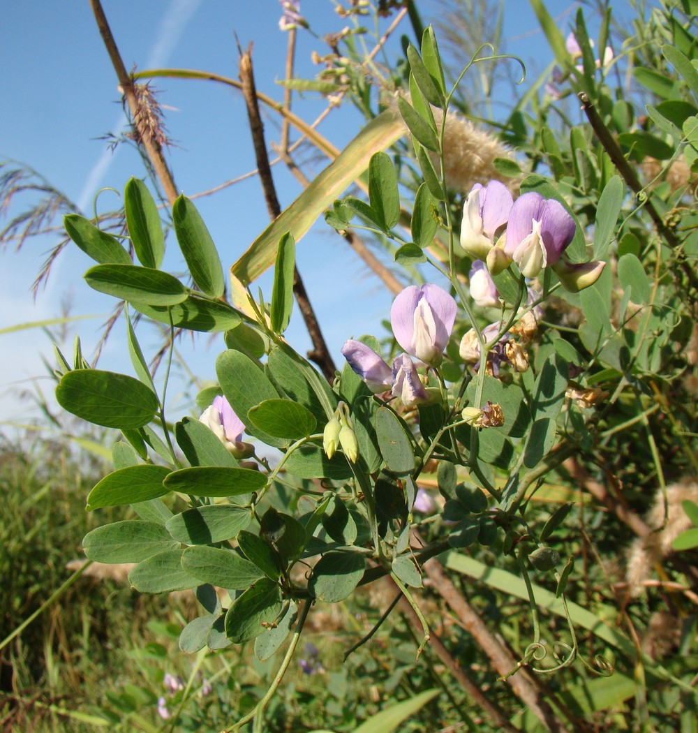 Image of Lathyrus incurvus specimen.