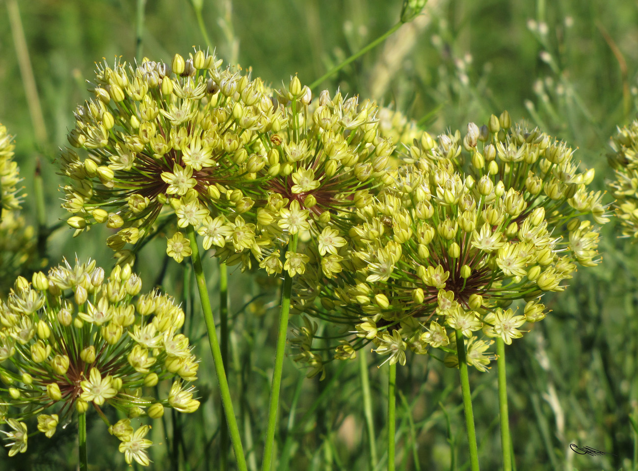 Изображение особи Allium eriocoleum.