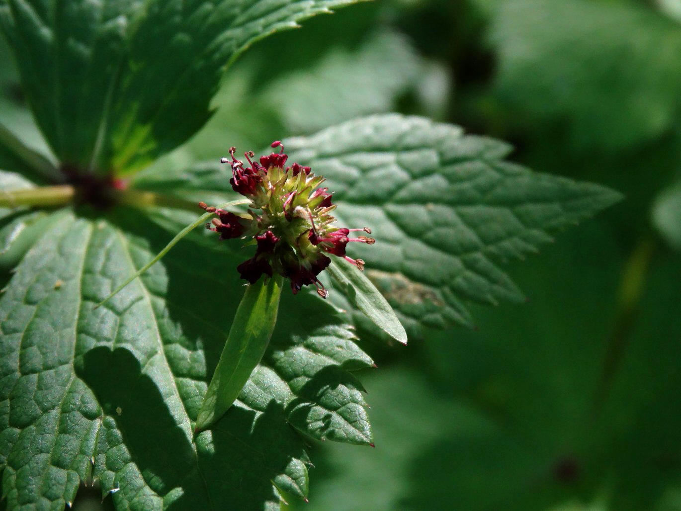 Изображение особи Sanicula rubriflora.