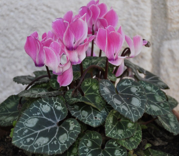 Изображение особи род Cyclamen.