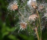 Antennaria dioica. Созревшее соплодие с отделяющимися плодами. Владимирская обл., Ковровский р-н, окр. дер. Митино, сосновый лес. 02.07.2016.