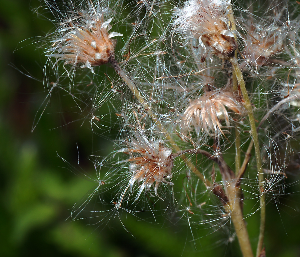 Изображение особи Antennaria dioica.