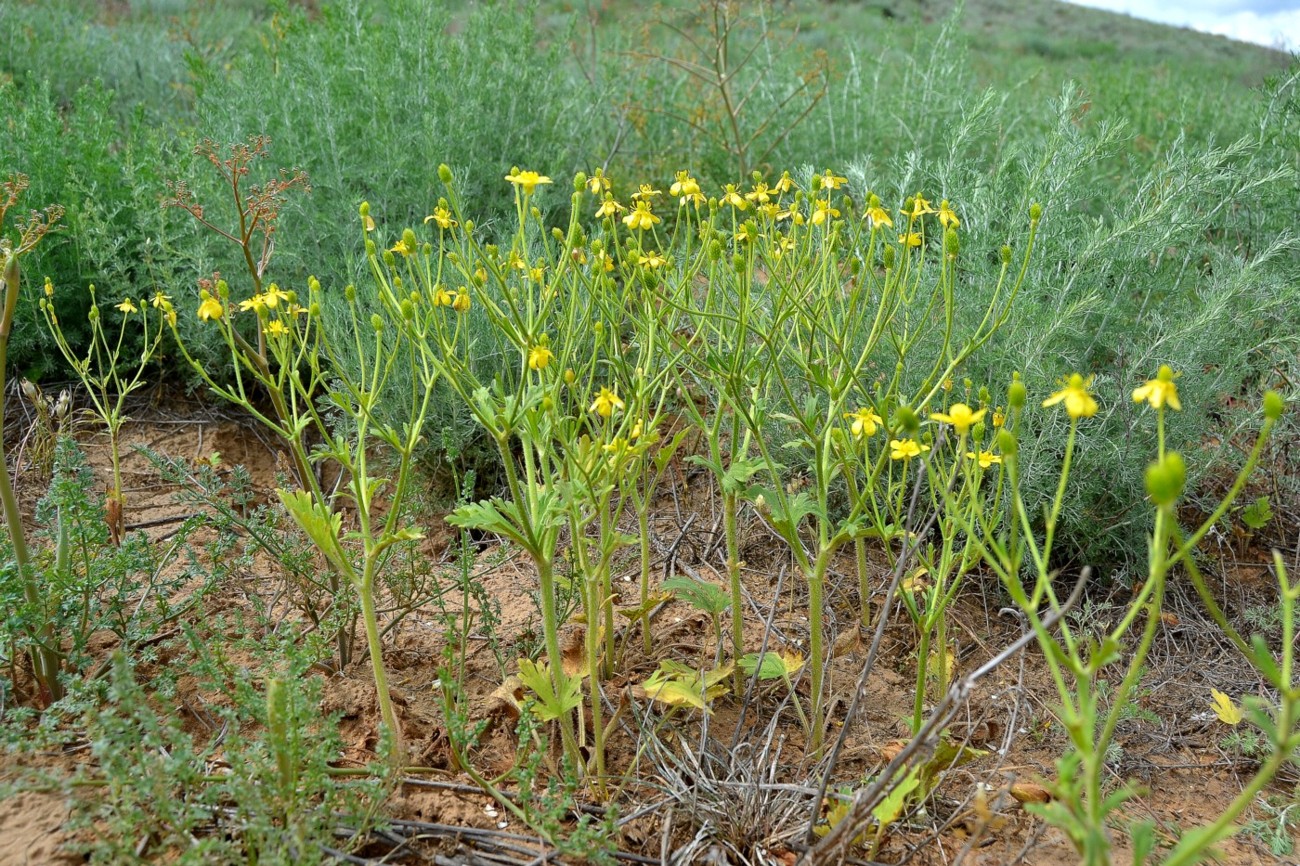 Изображение особи Ranunculus oxyspermus.