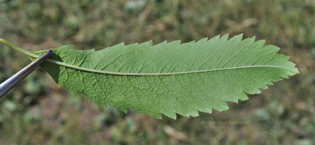 Image of Spiraea salicifolia specimen.