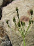 Chaerophyllum millefolium. Соплодие. Кабардино-Балкария, Эльбрусский р-н, долина р. Ирик, ок. 2800 м н.у.м., между камней на склоне горы. 14.07.2016.