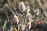 Trifolium arvense