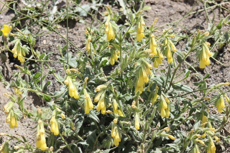 Image of genus Onosma specimen.
