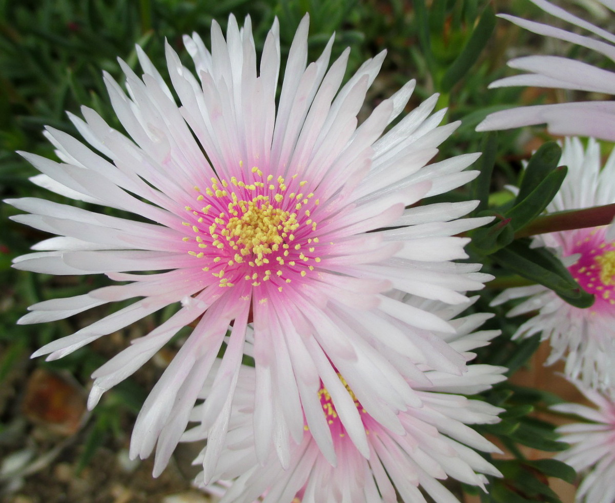 Image of Lampranthus spectabilis specimen.