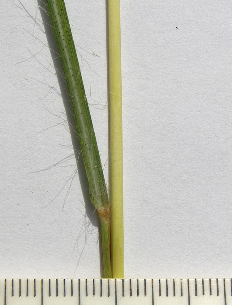 Image of Bothriochloa caucasica specimen.