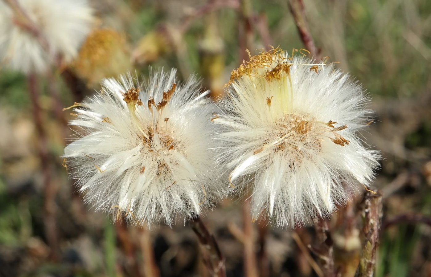 Изображение особи Tussilago farfara.