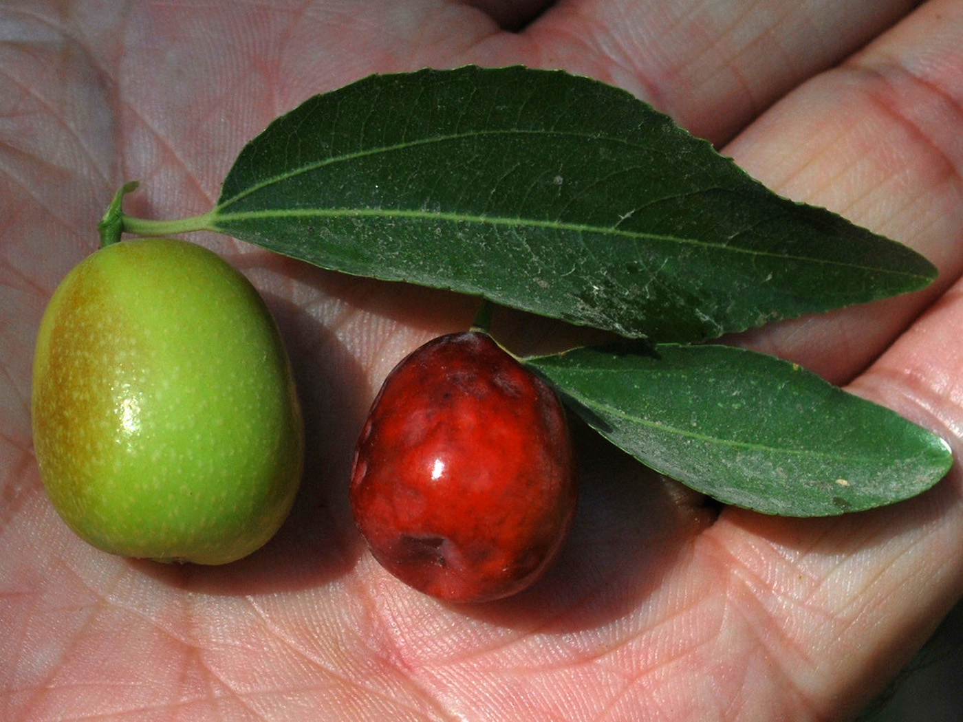 Image of Ziziphus jujuba specimen.