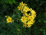 Senecio argunensis