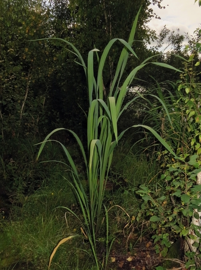 Image of Zizania latifolia specimen.