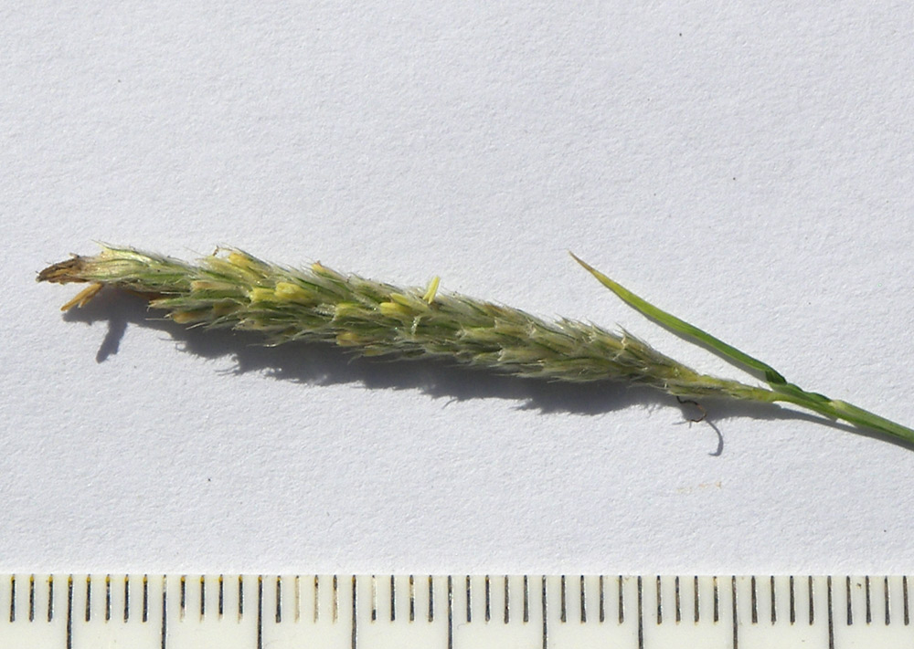 Image of Alopecurus ponticus specimen.