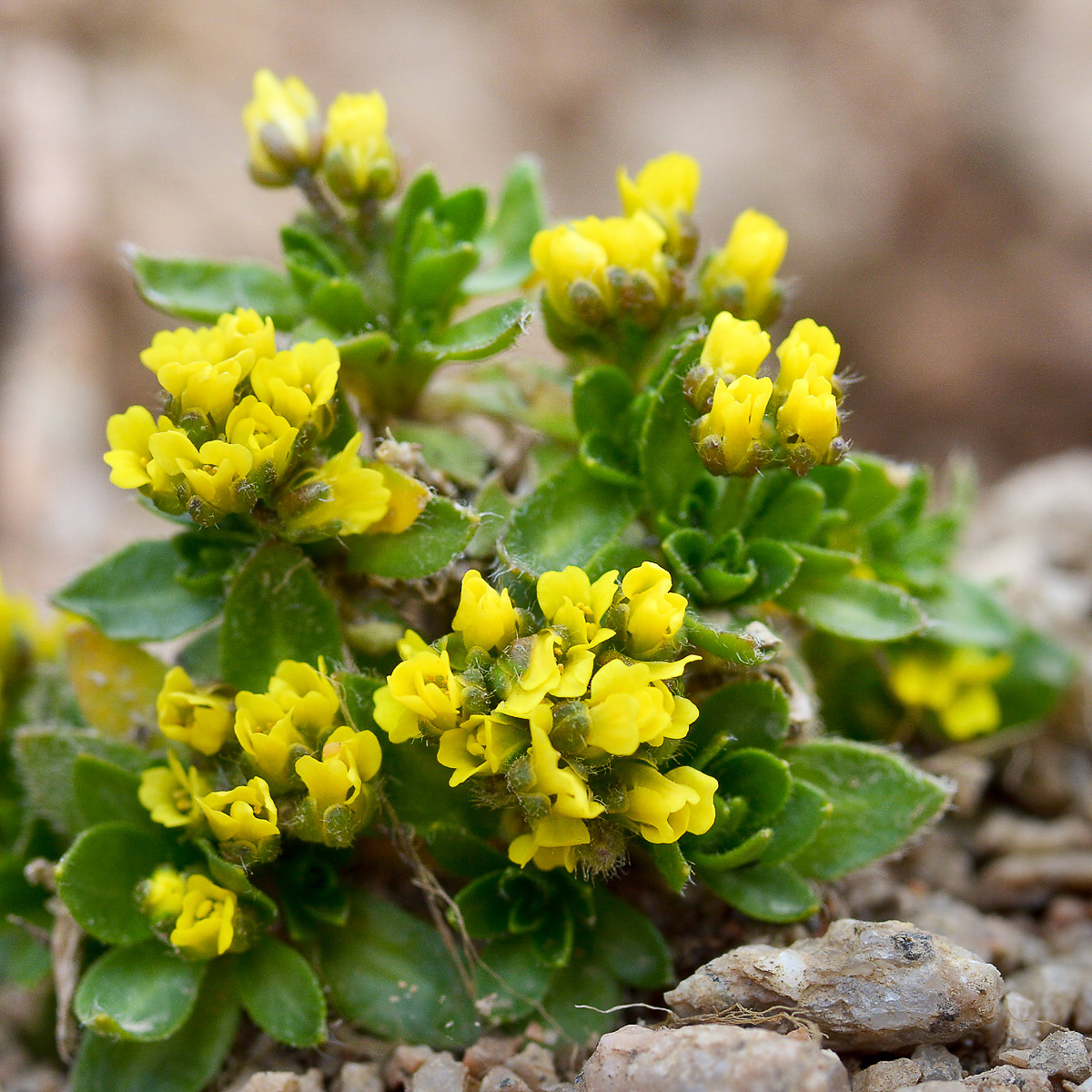 Изображение особи Draba oreades.