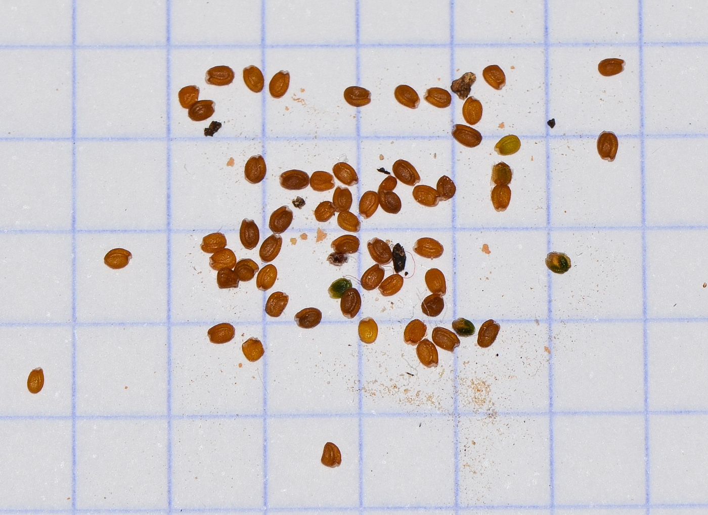 Image of Pseuderucaria clavata specimen.