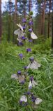 Echium vulgare. Верхушка расцветающего растения с кормящимися боярышницами. Республика Алтай, Шебалинский р-н, окр. с. Камлак, правый борт долины р. Сема, сосновый лес, обочина дороги. 20.05.2016.