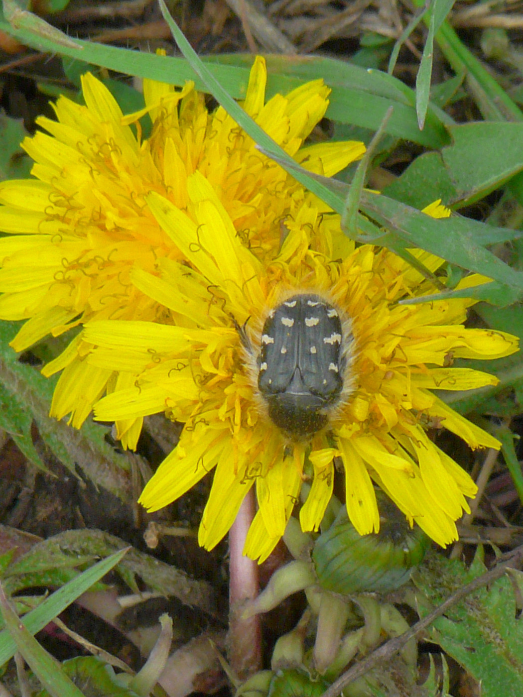 Изображение особи Taraxacum officinale.