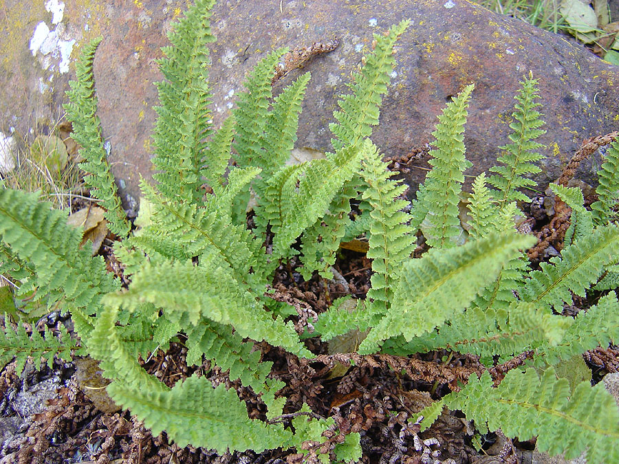 Image of Dryopteris fragrans specimen.