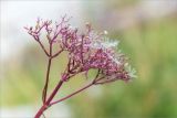 Valeriana sambucifolia. Соплодие. Мурманская обл., п-ов Рыбачий, побережье губы Большая Мотка, приморский луг. 14.08.2016.