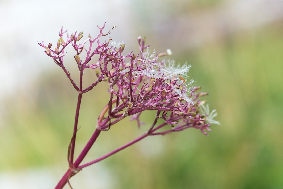 Изображение особи Valeriana sambucifolia.