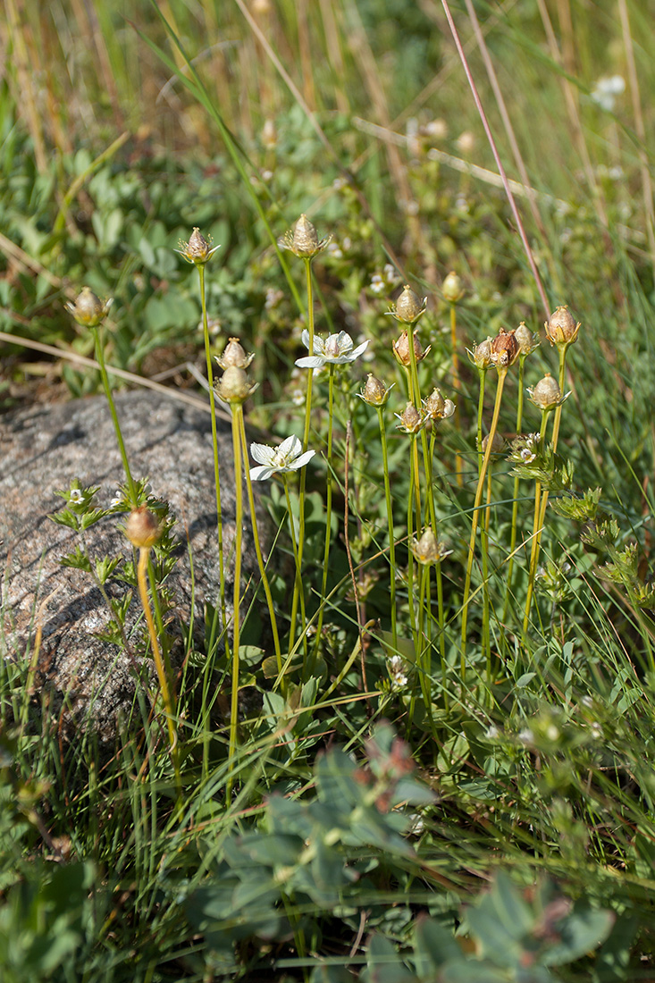 Изображение особи Parnassia palustris.