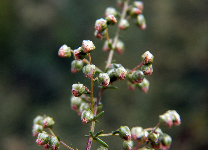 Image of Artemisia scoparia specimen.