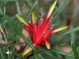 Lambertia formosa. Распускающееся соцветие. Австралия, Новый Южный Уэльс, национальный парк \"Blue Mountains\" (\"Голубые Горы\"), эвкалиптовый лес. 04.04.2009.