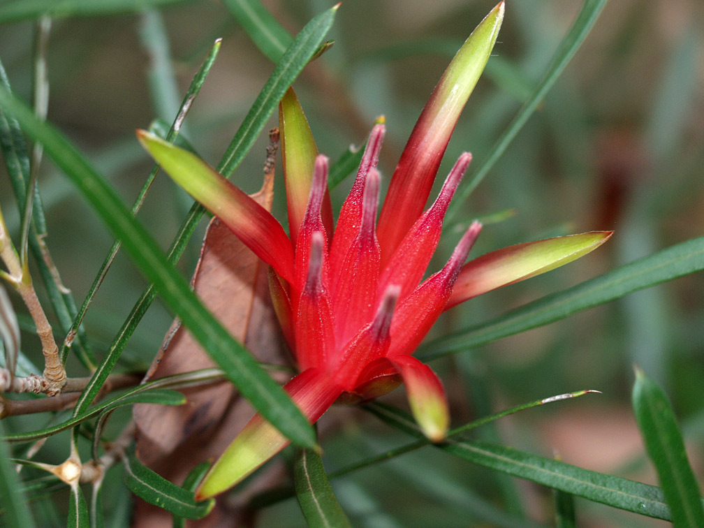 Изображение особи Lambertia formosa.