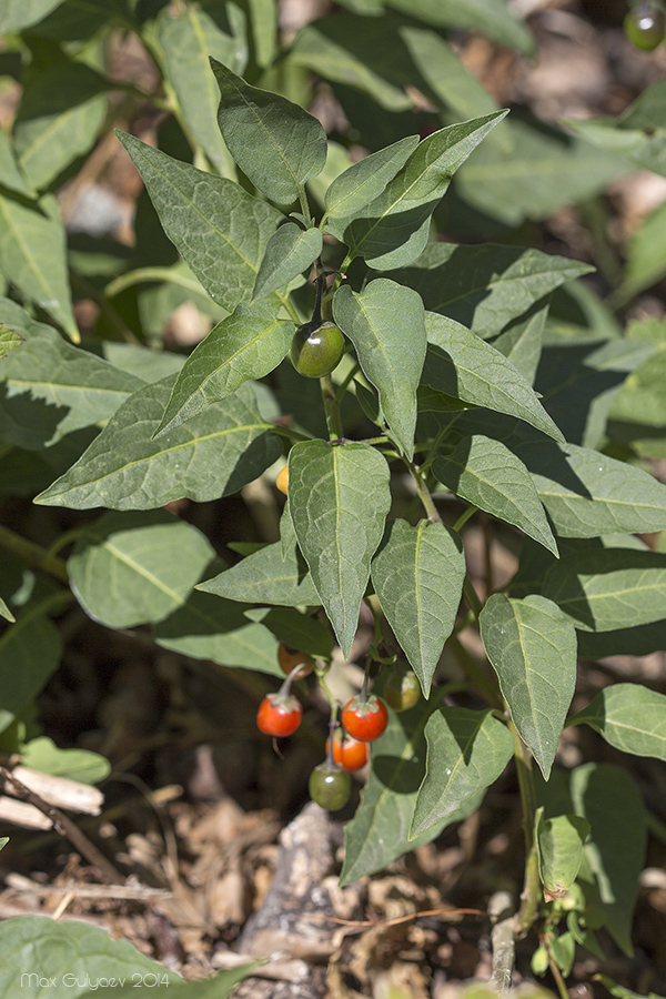 Image of Solanum dulcamara specimen.