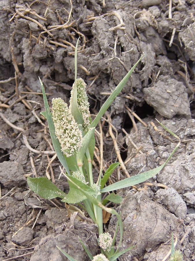 Image of Crypsis schoenoides specimen.