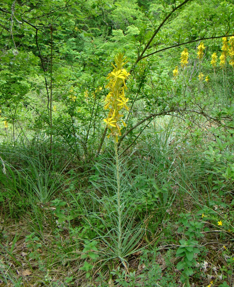 Image of Asphodeline lutea specimen.