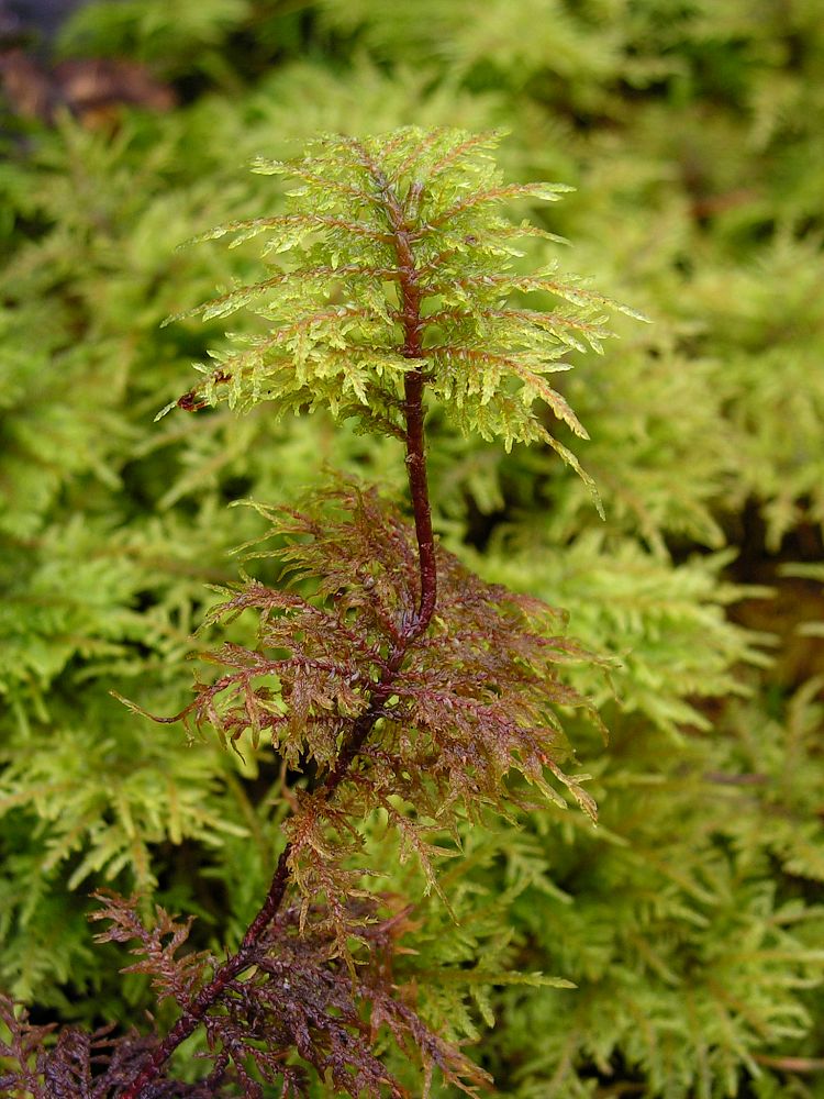 Изображение особи Hylocomium splendens.