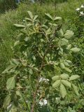 genus Rosa