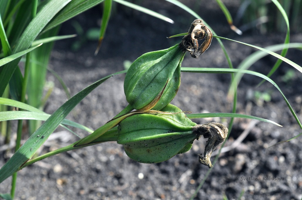 Image of Iris graminea specimen.