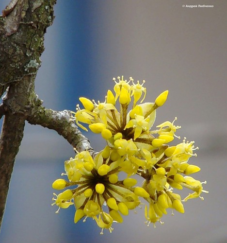 Image of Cornus mas specimen.