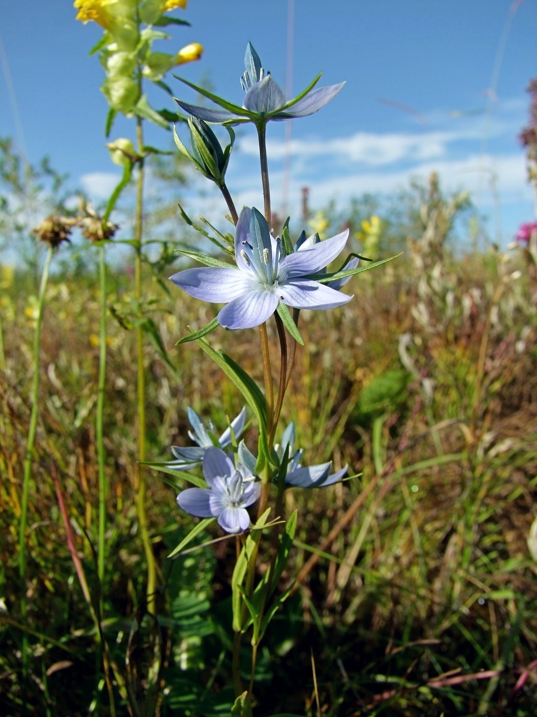 Изображение особи Lomatogonium rotatum.