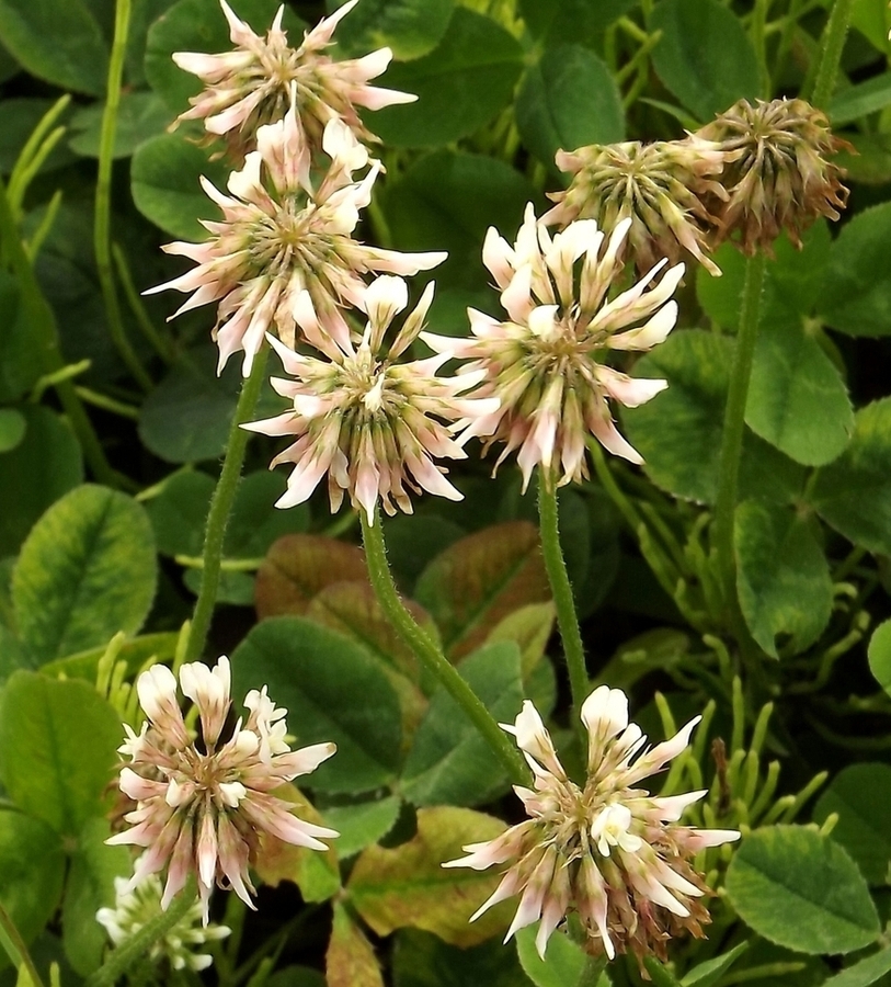 Image of Trifolium repens specimen.