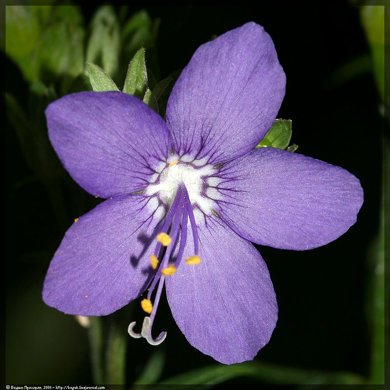 Image of Polemonium caeruleum specimen.