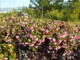 Vaccinium vitis-idaea