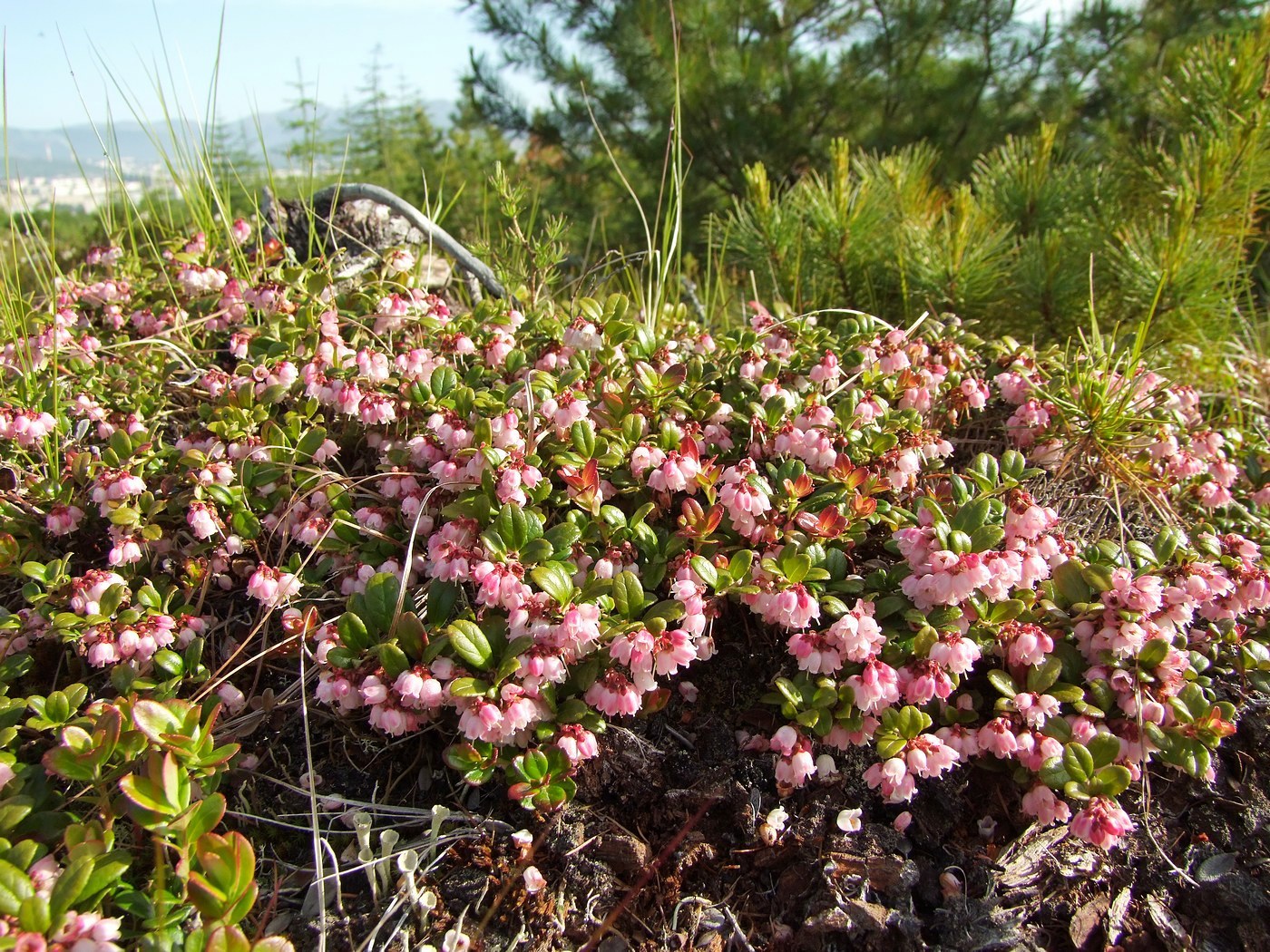 Изображение особи Vaccinium vitis-idaea.