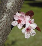 Prunus cerasifera разновидность pissardii. Часть ствола и соцветие. Украина, г. Луганск, в культуре. 28.04.2017.