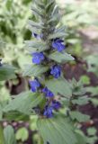 Ajuga genevensis