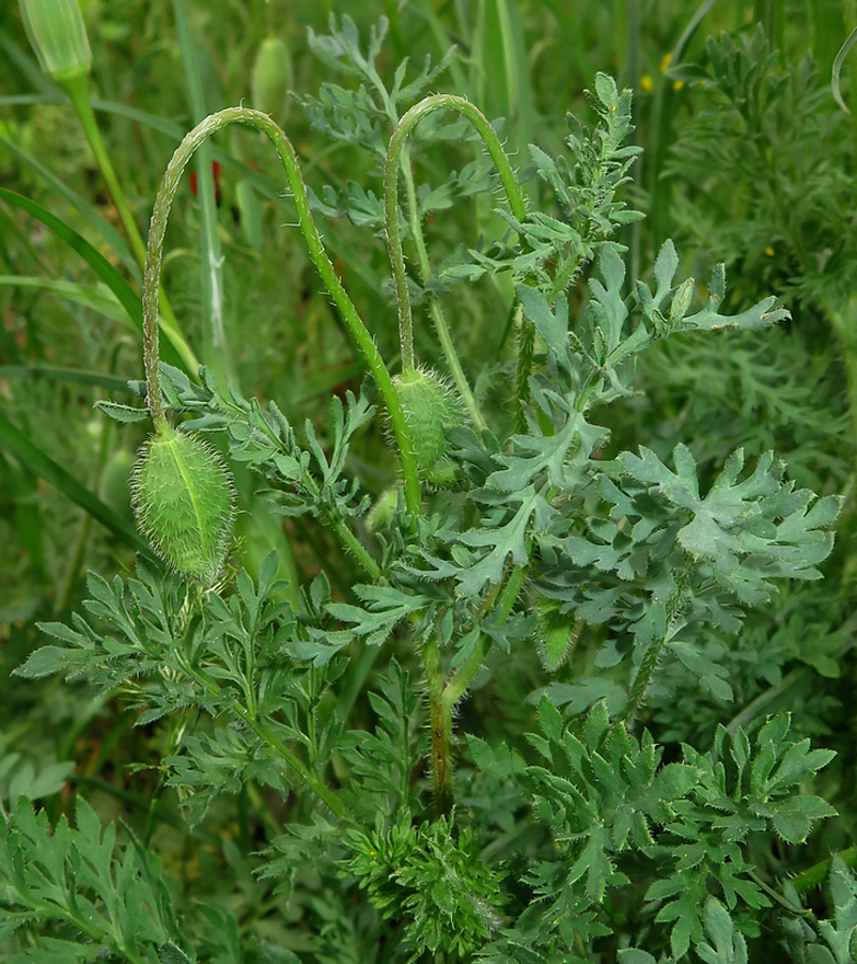 Image of Papaver ambiguum specimen.