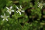 Stellaria crassifolia